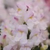 CGASPL Antirrhinum Snapshot Plumblossom Flower Seeds Imported Flower Seeds