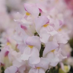 CGASPL Antirrhinum Snapshot Plumblossom Flower Seeds Imported Flower Seeds