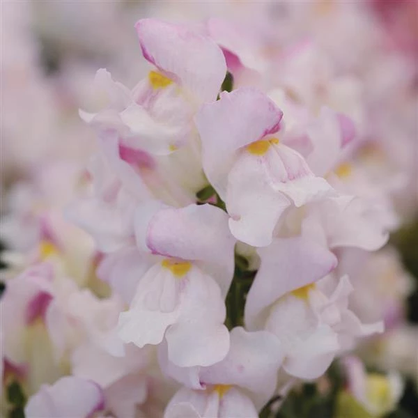 CGASPL Antirrhinum Snapshot Plumblossom Flower Seeds Imported Flower Seeds 3 CGASPL Antirrhinum Snapshot Plumblossom Flower Seeds Imported Flower Seeds