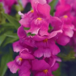 CGASPL Antirrhinum Snapshot Purple Flower Seeds