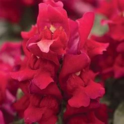 CGASPL Antirrhinum Snapshot Red Flower Seeds Imported Flower Seeds