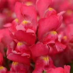 CGASPL Antirrhinum Snapshot Rose Flower Seeds