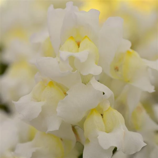 CGASPL Antirrhinum Snapshot White Flower Seeds 4 CGASPL Antirrhinum Snapshot White Flower Seeds