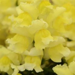 CGASPL Imported Flower Seeds Antirrhinum Snapshot Yellow Flower Seeds