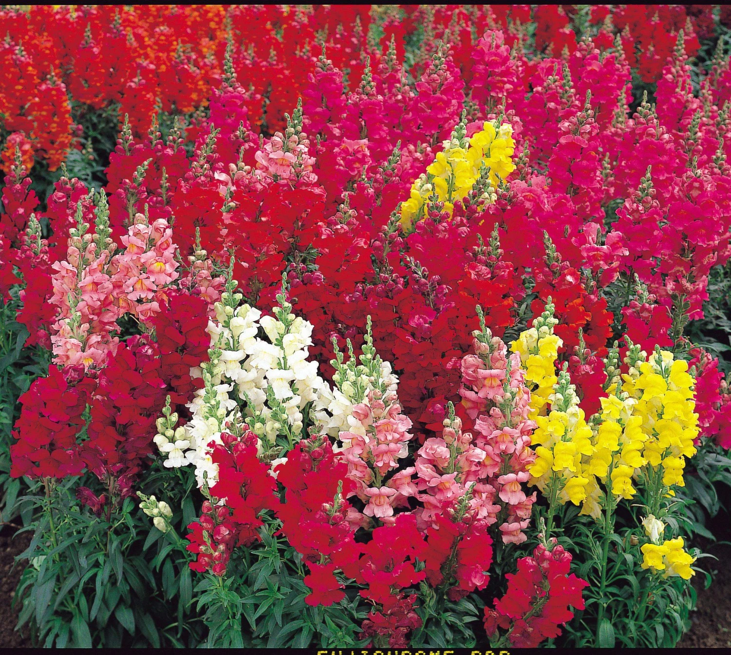 CGASPL Antirrhinum Speedy Sonnet Mix Flower Seeds Imported Flower Seeds 4 CGASPL Antirrhinum Speedy Sonnet Mix Flower Seeds Imported Flower Seeds