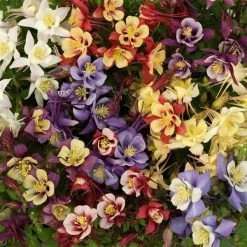 Chhajed Garden Imported Flower Seeds Aquilegia Earlybird Mix Flower Seeds