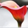 CGASPL Arum Red Color Flower Bulbs (Pack Of 3)