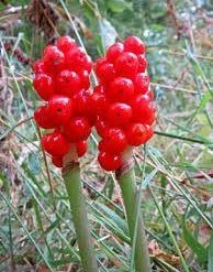 CGASPL Arum Red Color Flowers Bulbs (Pack Of 3 Bulbs)