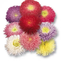 CGASPL Aster Benary's Princess Mix Flower Seeds