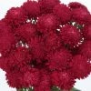 Chhajed Garden Aster Bonita Scarlet Flower Seeds Imported Flower Seeds