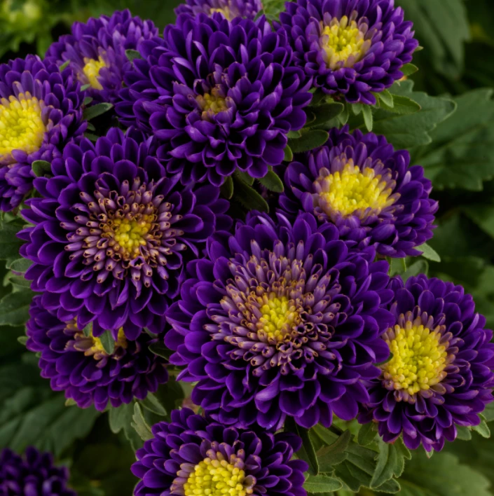 CGASPL Imported Flower Seeds Aster Matsumoto Blue Flower Seeds 4 CGASPL Imported Flower Seeds Aster Matsumoto Blue Flower Seeds
