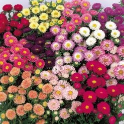 Sakata Seeds Imported Flower Seeds Aster Matsumoto Mix Flower Seeds