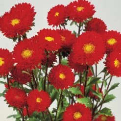 Sakata Seeds Imported Flower Seeds Aster Matsumoto Red Flower Seeds
