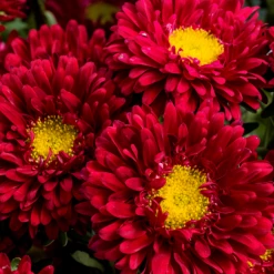 Sakata Seeds Aster Matsumoto Scarlet Flower Seeds