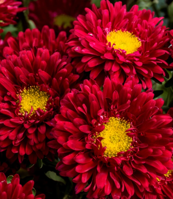 Sakata Seeds Aster Matsumoto Scarlet Flower Seeds 4 Sakata Seeds Aster Matsumoto Scarlet Flower Seeds