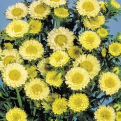 CGASPL Aster Matsumoto Yellow Flower Seeds Imported Flower Seeds
