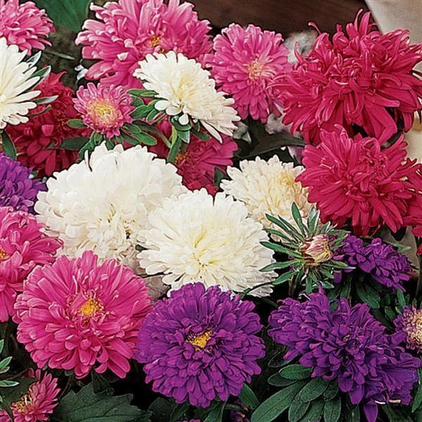 Pan American Seeds Aster Pot & Patio Mix Flower Seeds 4 Pan American Seeds Aster Pot & Patio Mix Flower Seeds
