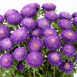 Chhajed Garden Imported Flower Seeds Aster Bonita Light Blue Flower Seeds