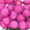 Chhajed Garden Imported Flower Seeds Aster Bonita Pink Flower Seeds