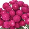 Chhajed Garden Imported Flower Seeds Aster Bonita Rose Flower Seeds