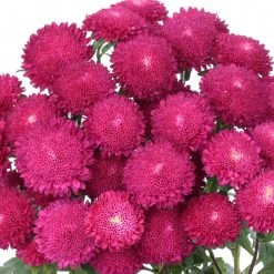 Chhajed Garden Imported Flower Seeds Aster Bonita Rose Flower Seeds