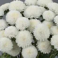 Chhajed Garden Imported Flower Seeds Aster Bonita White Flower Seeds