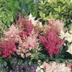 CGASPL Astilbe Astary Mix Flower Seeds