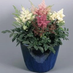 CGASPL Astilbe Astary Mix Flower Seeds
