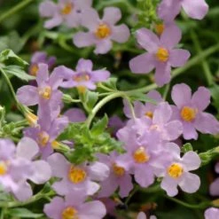 CGASPL Bacopa Blutopia Flower Seeds