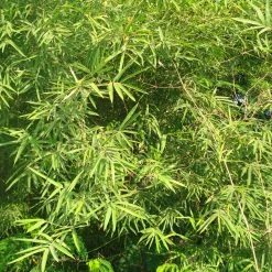 CGASPL Trees Of India Dendracalamas Strictus Seeds - 1 Kg