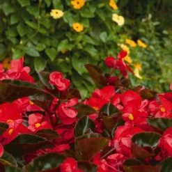 CGASPL Begonia Interspecific Big Deluxxe Red Bronze Leaf Flower Seeds Imported Flower Seeds 14 CGASPL Begonia Interspecific Big Deluxxe Red Bronze Leaf Flower Seeds Imported Flower Seeds