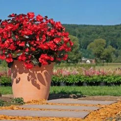 CGASPL Begonia Interspecific Big Deluxxe Red Bronze Leaf Flower Seeds Imported Flower Seeds 15 CGASPL Begonia Interspecific Big Deluxxe Red Bronze Leaf Flower Seeds Imported Flower Seeds