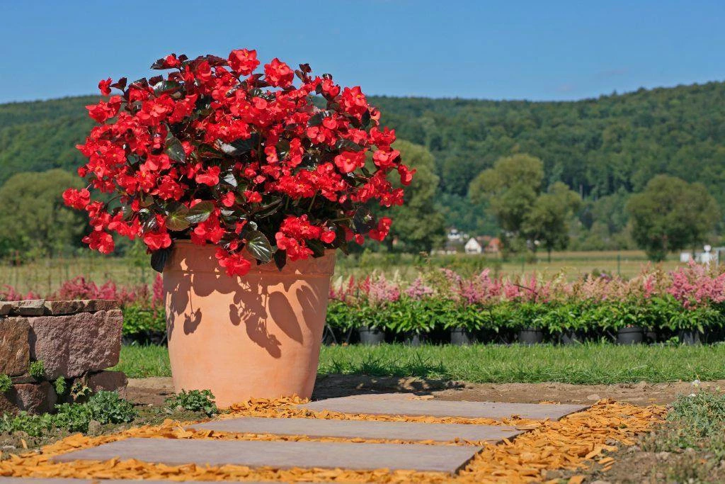 CGASPL Begonia Interspecific Big Deluxxe Red Bronze Leaf Flower Seeds Imported Flower Seeds 8 CGASPL Begonia Interspecific Big Deluxxe Red Bronze Leaf Flower Seeds Imported Flower Seeds
