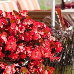 CGASPL Begonia Interspecific Big Deluxxe Red Bronze Leaf Flower Seeds Imported Flower Seeds 16 CGASPL Begonia Interspecific Big Deluxxe Red Bronze Leaf Flower Seeds Imported Flower Seeds