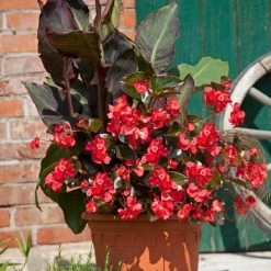 CGASPL Begonia Interspecific Big Deluxxe Red Bronze Leaf Flower Seeds Imported Flower Seeds 17 CGASPL Begonia Interspecific Big Deluxxe Red Bronze Leaf Flower Seeds Imported Flower Seeds
