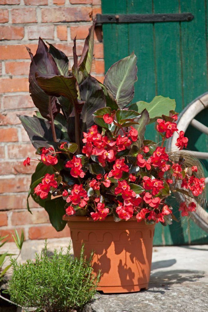 CGASPL Begonia Interspecific Big Deluxxe Red Bronze Leaf Flower Seeds Imported Flower Seeds 10 CGASPL Begonia Interspecific Big Deluxxe Red Bronze Leaf Flower Seeds Imported Flower Seeds