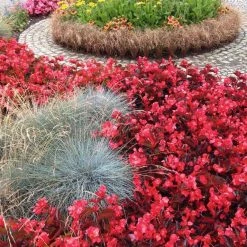 CGASPL Begonia Interspecific Big Deluxxe Red Bronze Leaf Flower Seeds Imported Flower Seeds