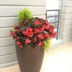CGASPL Begonia Interspecific Big Deluxxe Red Bronze Leaf Flower Seeds Imported Flower Seeds 12 CGASPL Begonia Interspecific Big Deluxxe Red Bronze Leaf Flower Seeds Imported Flower Seeds