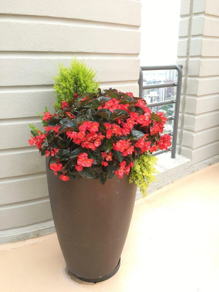 CGASPL Begonia Interspecific Big Deluxxe Red Bronze Leaf Flower Seeds Imported Flower Seeds 5 CGASPL Begonia Interspecific Big Deluxxe Red Bronze Leaf Flower Seeds Imported Flower Seeds