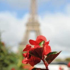 CGASPL Begonia Interspecific Big Deluxxe Red Bronze Leaf Flower Seeds Imported Flower Seeds 13 CGASPL Begonia Interspecific Big Deluxxe Red Bronze Leaf Flower Seeds Imported Flower Seeds