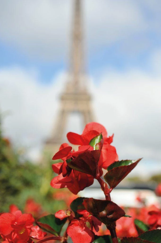 CGASPL Begonia Interspecific Big Deluxxe Red Bronze Leaf Flower Seeds Imported Flower Seeds 6 CGASPL Begonia Interspecific Big Deluxxe Red Bronze Leaf Flower Seeds Imported Flower Seeds