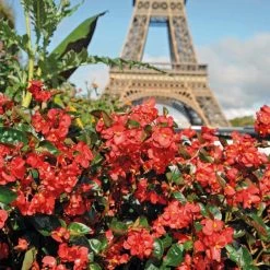 CGASPL Imported Flower Seeds Begonia Interspecific Big Deluxxe Red Green Leaf Flower Seeds 33 CGASPL Imported Flower Seeds Begonia Interspecific Big Deluxxe Red Green Leaf Flower Seeds