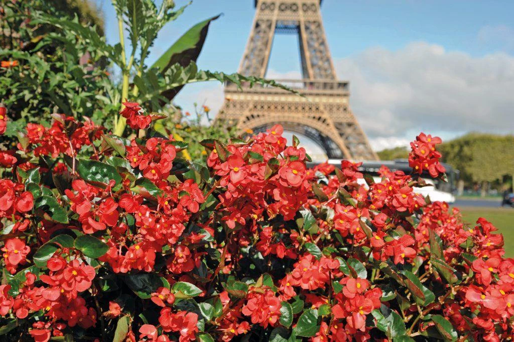 CGASPL Imported Flower Seeds Begonia Interspecific Big Deluxxe Red Green Leaf Flower Seeds 13 CGASPL Imported Flower Seeds Begonia Interspecific Big Deluxxe Red Green Leaf Flower Seeds