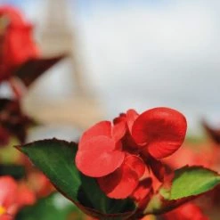 CGASPL Imported Flower Seeds Begonia Interspecific Big Deluxxe Red Green Leaf Flower Seeds 34 CGASPL Imported Flower Seeds Begonia Interspecific Big Deluxxe Red Green Leaf Flower Seeds