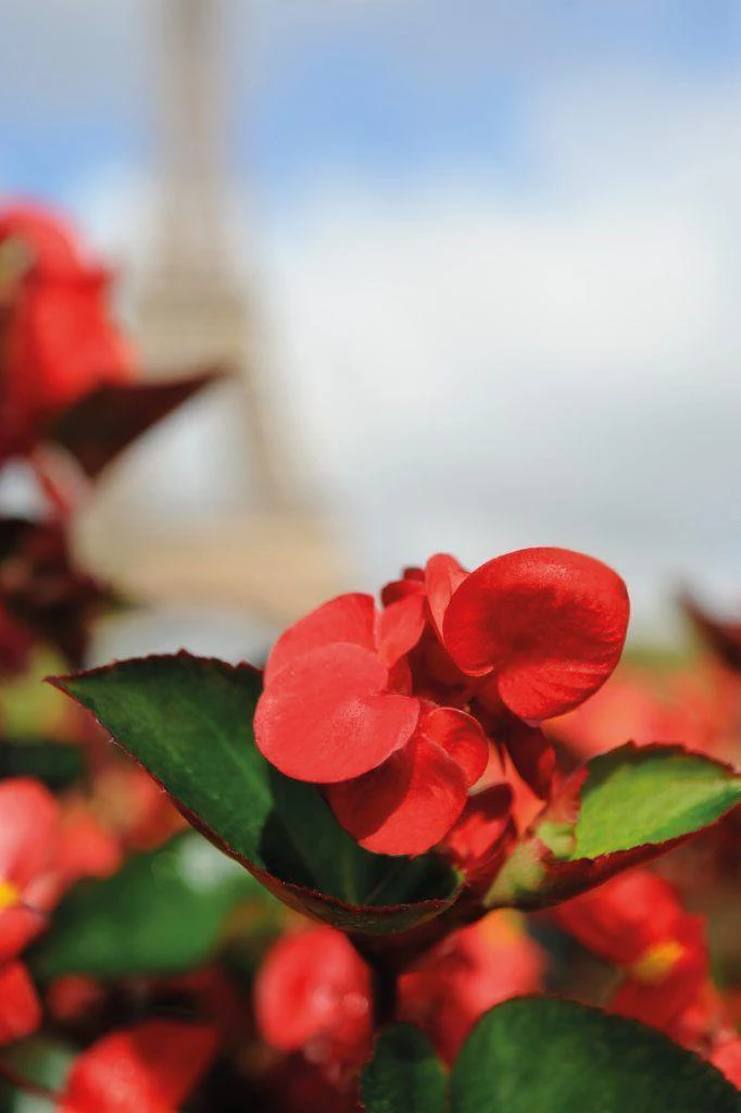 CGASPL Imported Flower Seeds Begonia Interspecific Big Deluxxe Red Green Leaf Flower Seeds 14 CGASPL Imported Flower Seeds Begonia Interspecific Big Deluxxe Red Green Leaf Flower Seeds