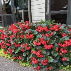 CGASPL Imported Flower Seeds Begonia Interspecific Big Deluxxe Red Green Leaf Flower Seeds 35 CGASPL Imported Flower Seeds Begonia Interspecific Big Deluxxe Red Green Leaf Flower Seeds