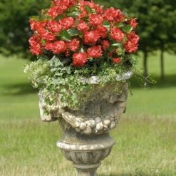 CGASPL Imported Flower Seeds Begonia Interspecific Big Deluxxe Red Green Leaf Flower Seeds 36 CGASPL Imported Flower Seeds Begonia Interspecific Big Deluxxe Red Green Leaf Flower Seeds