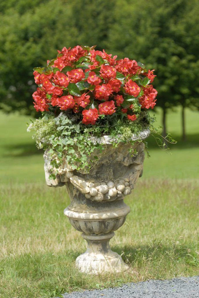 CGASPL Imported Flower Seeds Begonia Interspecific Big Deluxxe Red Green Leaf Flower Seeds 16 CGASPL Imported Flower Seeds Begonia Interspecific Big Deluxxe Red Green Leaf Flower Seeds