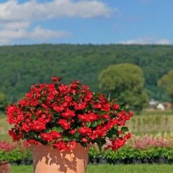 CGASPL Imported Flower Seeds Begonia Interspecific Big Deluxxe Red Green Leaf Flower Seeds