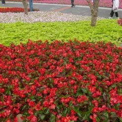 CGASPL Imported Flower Seeds Begonia Interspecific Big Deluxxe Red Green Leaf Flower Seeds 43 CGASPL Imported Flower Seeds Begonia Interspecific Big Deluxxe Red Green Leaf Flower Seeds